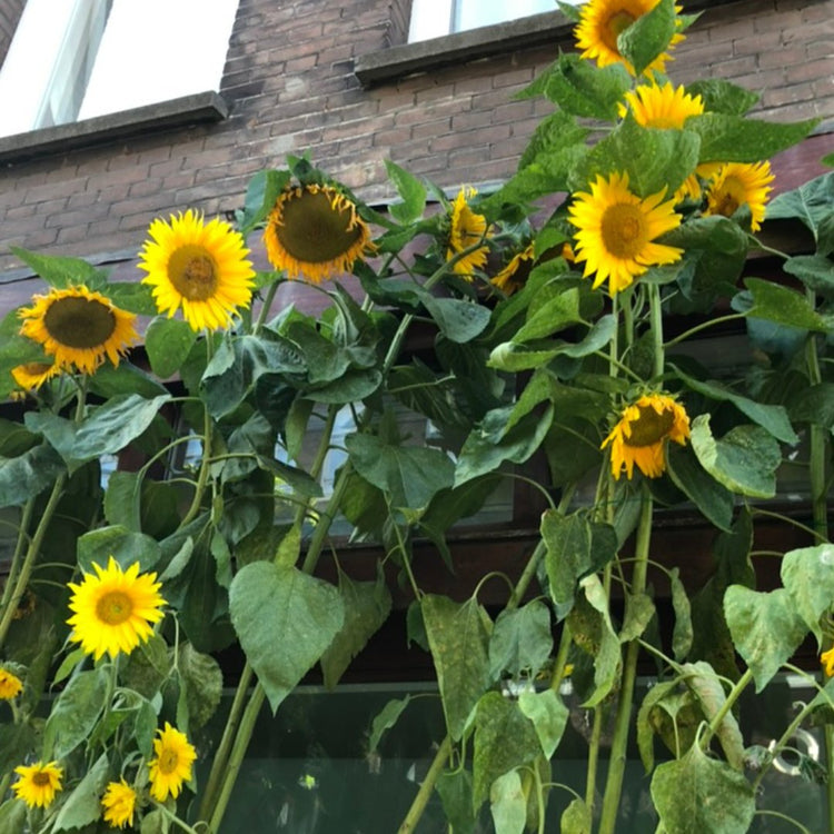 High Summer